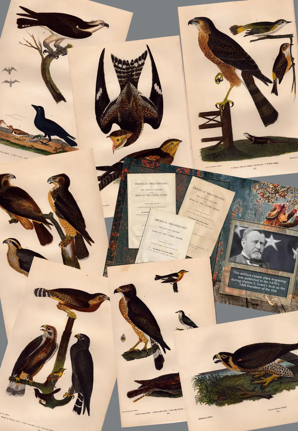 Job lot The Hawk Family Alexander Wilson Rare American Birds Copper Plate Engravings-7.