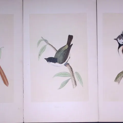 Job-Lot The Tit Family Rev Morris Antique Coloured Birds Engravings-4