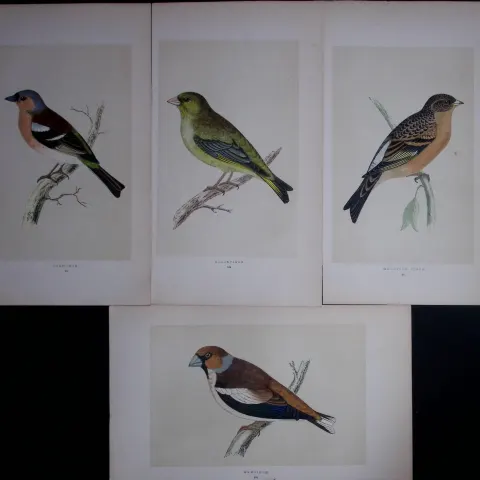 Job-Lot The Finch Family Rev Morris Antique Coloured Birds Engravings-25.