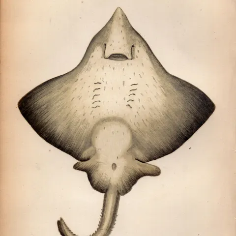 Flapper Skate 1869 Antique Johnathan Couch Coloured Engraving.