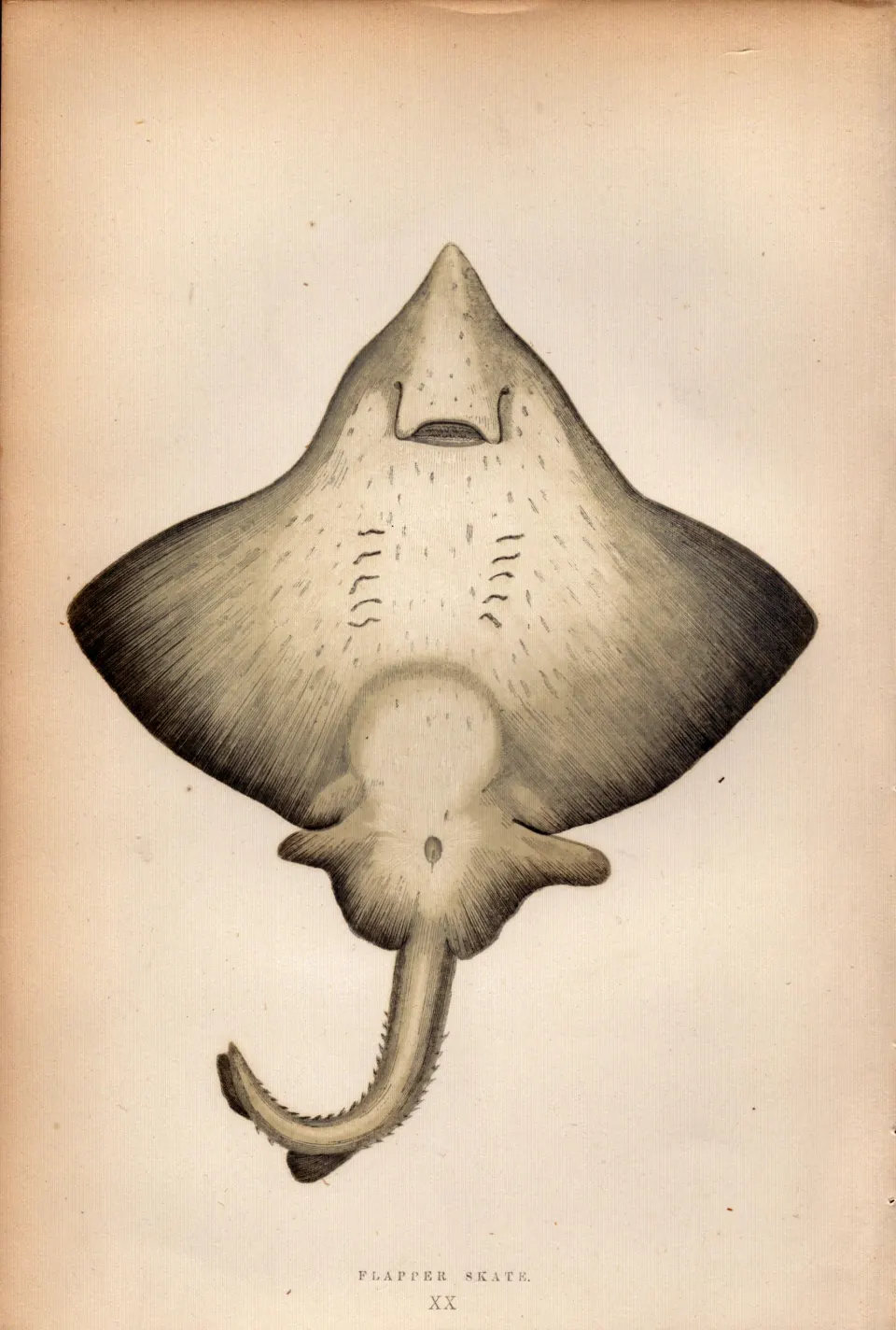 Flapper Skate 1869 Antique Johnathan Couch Coloured Engraving.