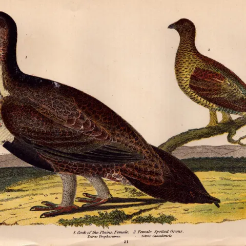 Alexander Wilson Rare American Birds Cock of the Plains, Spotted Grouse-21.