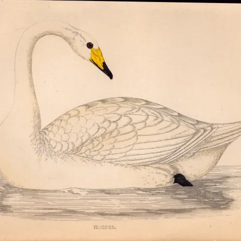 Hooper Swan Rev Morris Antique1888 History of British Birds Engraving-21.