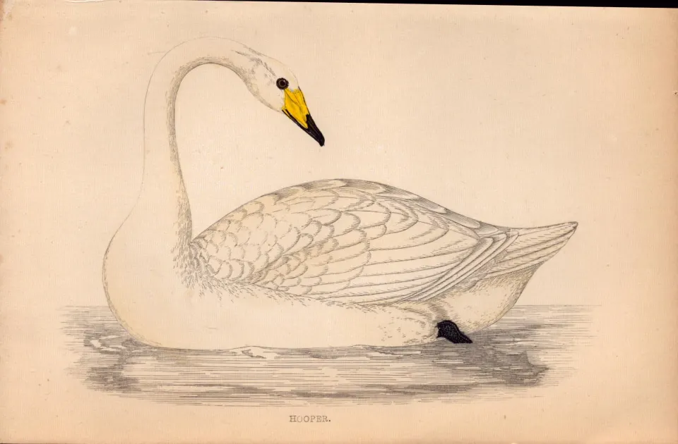 Hooper Swan Rev Morris Antique1888 History of British Birds Engraving-21.
