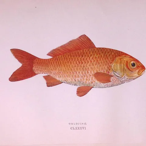 Goldfish  Scarce Antique 1877 Johnathan Couch Woodblock Engraving-25