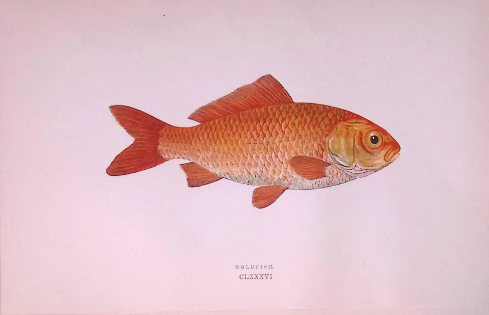 Goldfish  Scarce Antique 1877 Johnathan Couch Woodblock Engraving-25