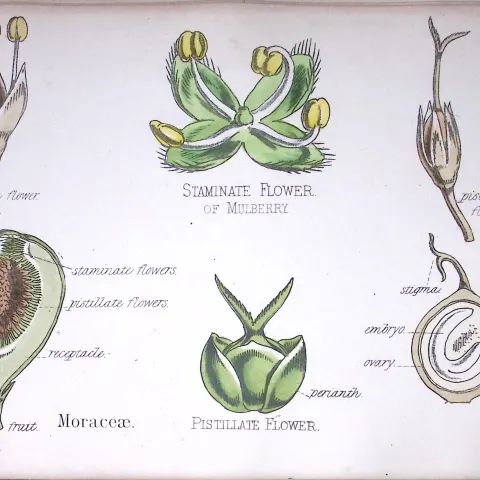 Mulberry Family Botanical Flower Diagram Rare Antique First Edition Illustration-81