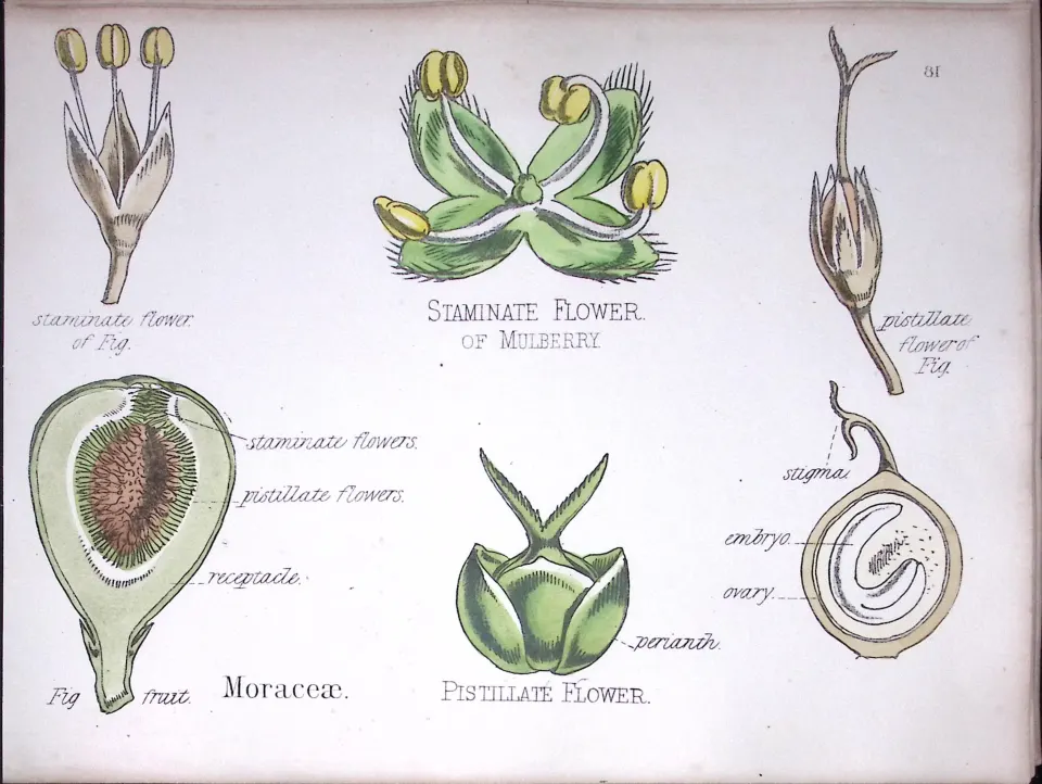 Mulberry Family Botanical Flower Diagram Rare Antique First Edition Illustration-81