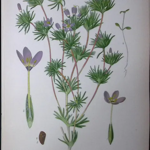 False Babystars Edward Step Rare Antique Botanical Book Plate-186