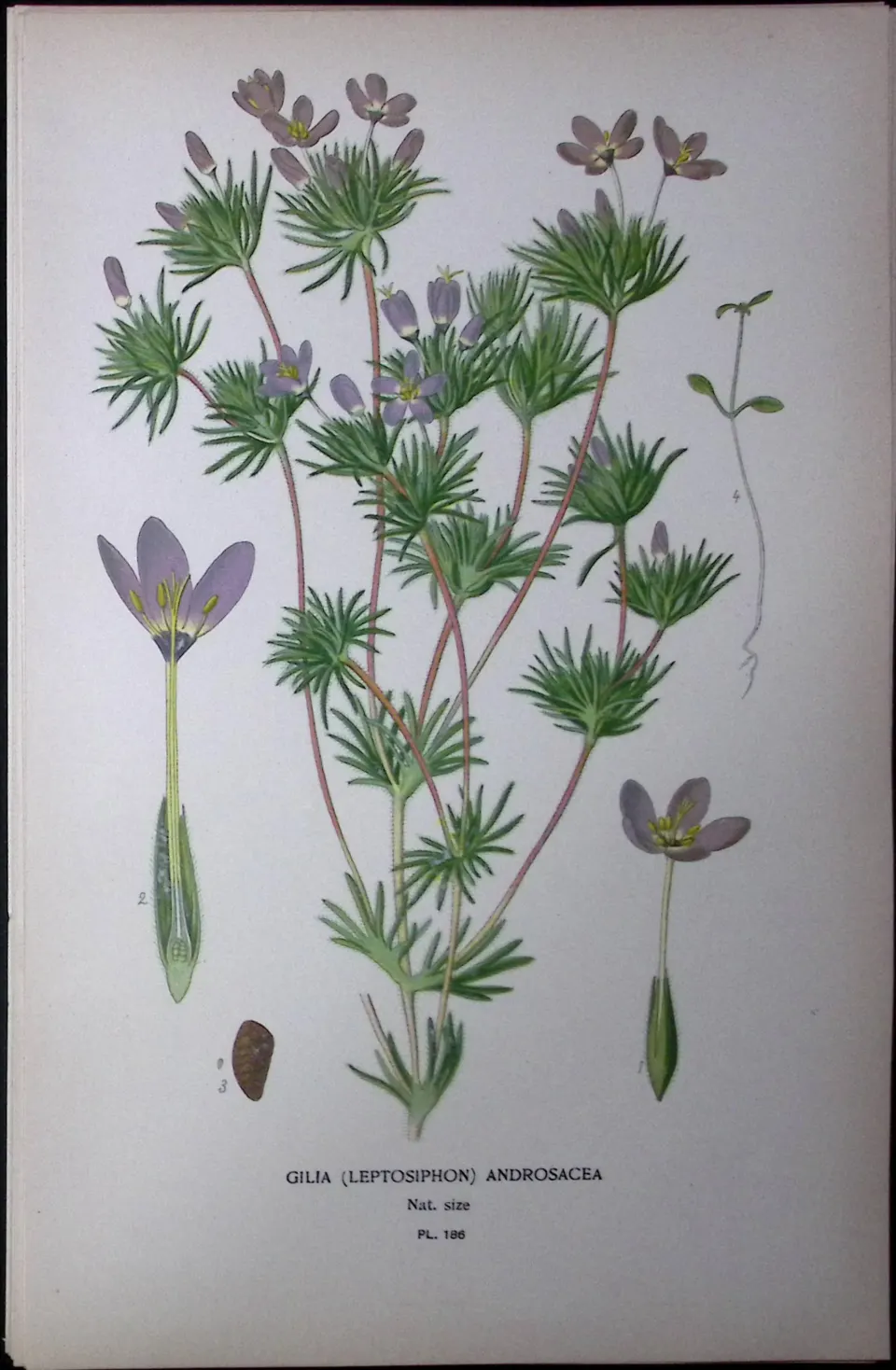 False Babystars Edward Step Rare Antique Botanical Book Plate-186