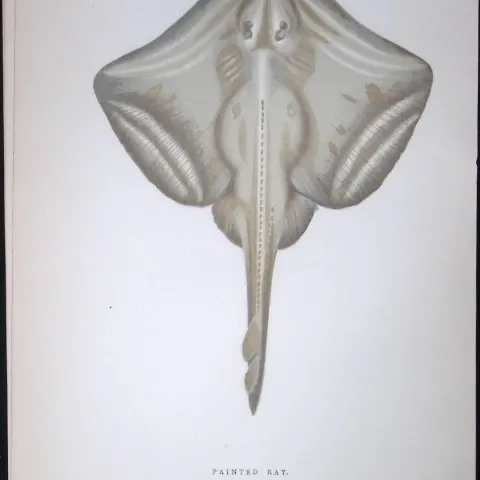 Painted Ray Fish Scarce Antique 1877 J. Couch Woodblock Engraving-104
