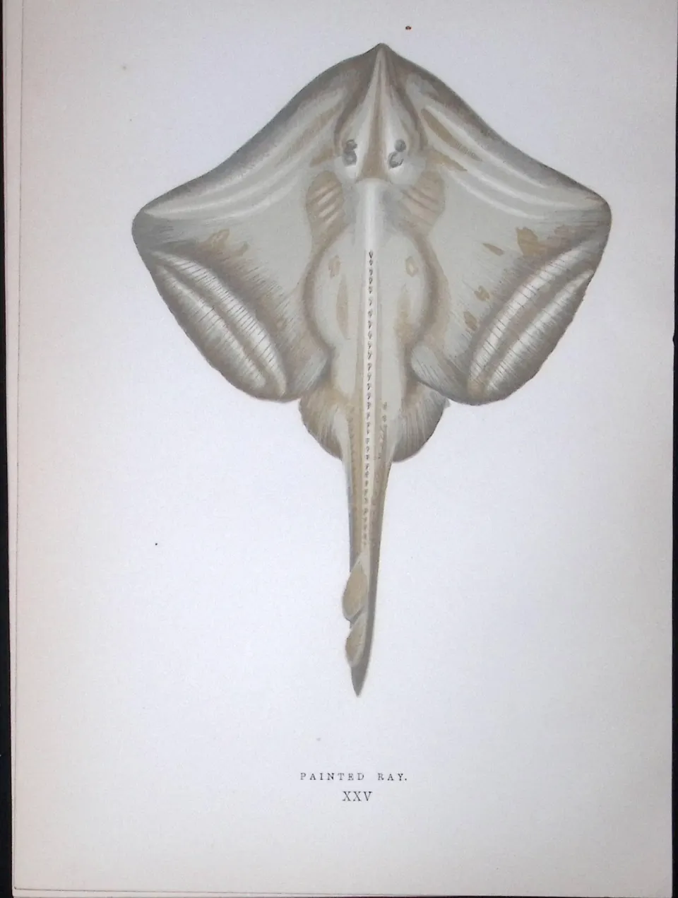Painted Ray Fish Scarce Antique 1877 J. Couch Woodblock Engraving-104