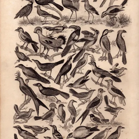 Ornithology Study of Birds 50 Illustrations Antique 154 Yrs-Old Steel Engraving -14.