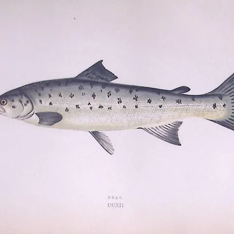 Peal Fish Scarce Antique 1877 Johnathan Couch Woodblock Engraving-38a