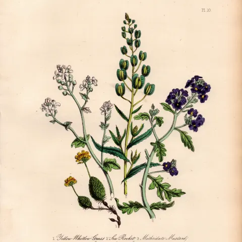 Rare 165-Yr-Old Antique Wildflower Gilt-Edged Illustration Jane Webb Loudon -10.