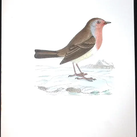 Redbreast Rev Morris Antique History of British Birds 130 Years-Old Engraving-98