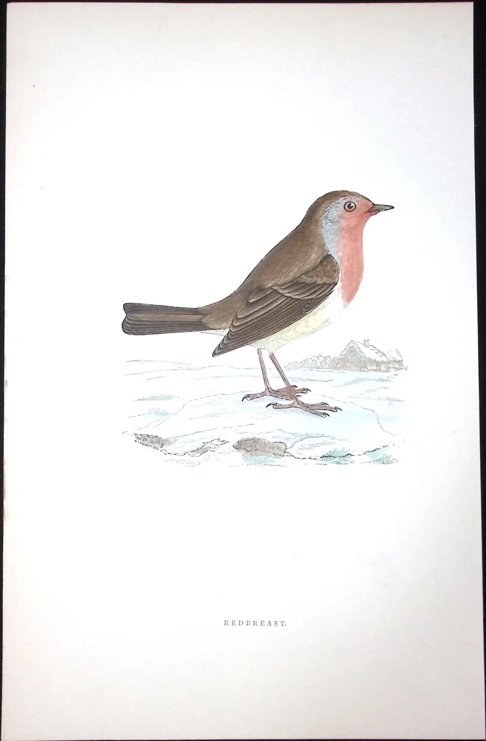Redbreast Rev Morris Antique History of British Birds 130 Years-Old Engraving-98