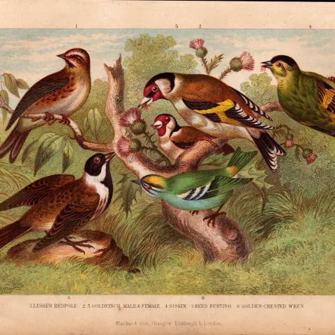 Goldfinch, Wren, Bunting, Redpole 6 Species Antique Engraving -27.