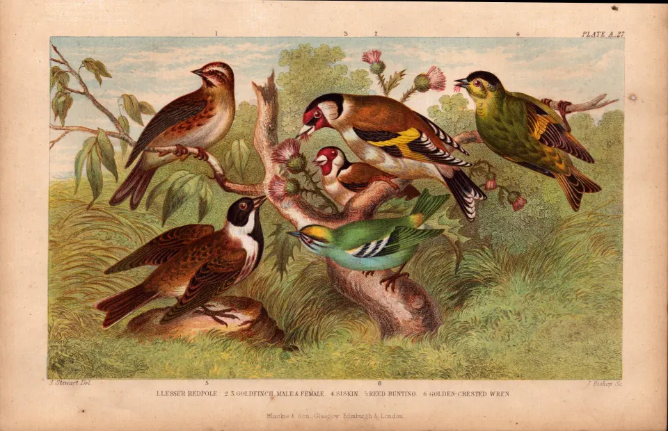 Goldfinch, Wren, Bunting, Redpole 6 Species Antique Engraving -27.