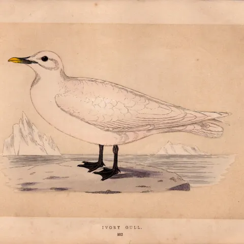 Ivory Gull Rev Morris 1857 Antique History of British Birds Engraving.
