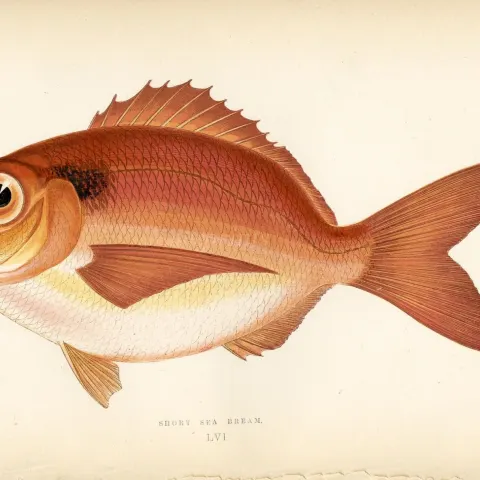 Short Sea Bream Scarce Antique 1877 J. Couch Woodblock Engraving-56
