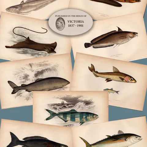 Job-Lot 10 Antique Johnathan Couch Fishes of The British Isles Engravings-1.
