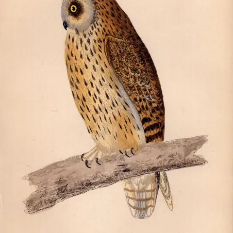 Short-Eared Owl Rev Morris Antique 1888 History of British Birds Engraving-10.