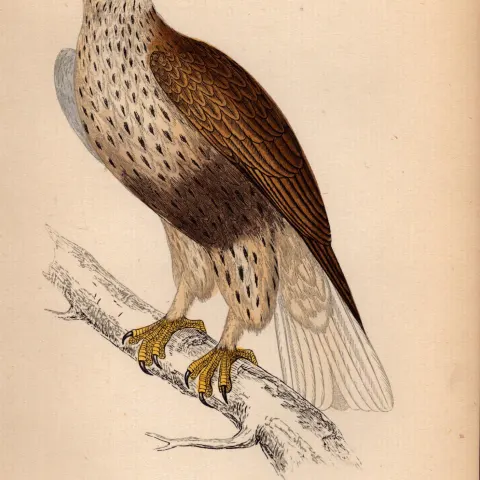 Rough-legged Buzzard Rev Morris Antique 1888 History of British Birds Engraving-6.