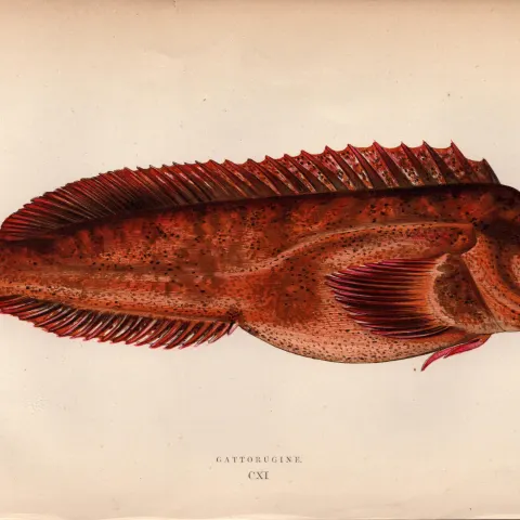 Gattorugine 155 Years-Old 1868  Antique Johnathan Couch Coloured Fish Engraving.