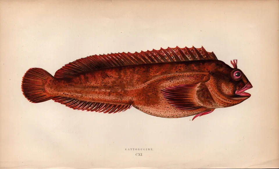 Gattorugine 155 Years-Old 1868  Antique Johnathan Couch Coloured Fish Engraving.
