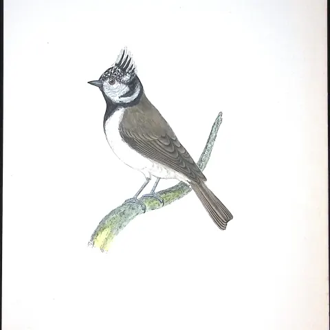 Crested Titmouse Rev Morris Antique History of British Birds 130 Years-Old Engraving-67
