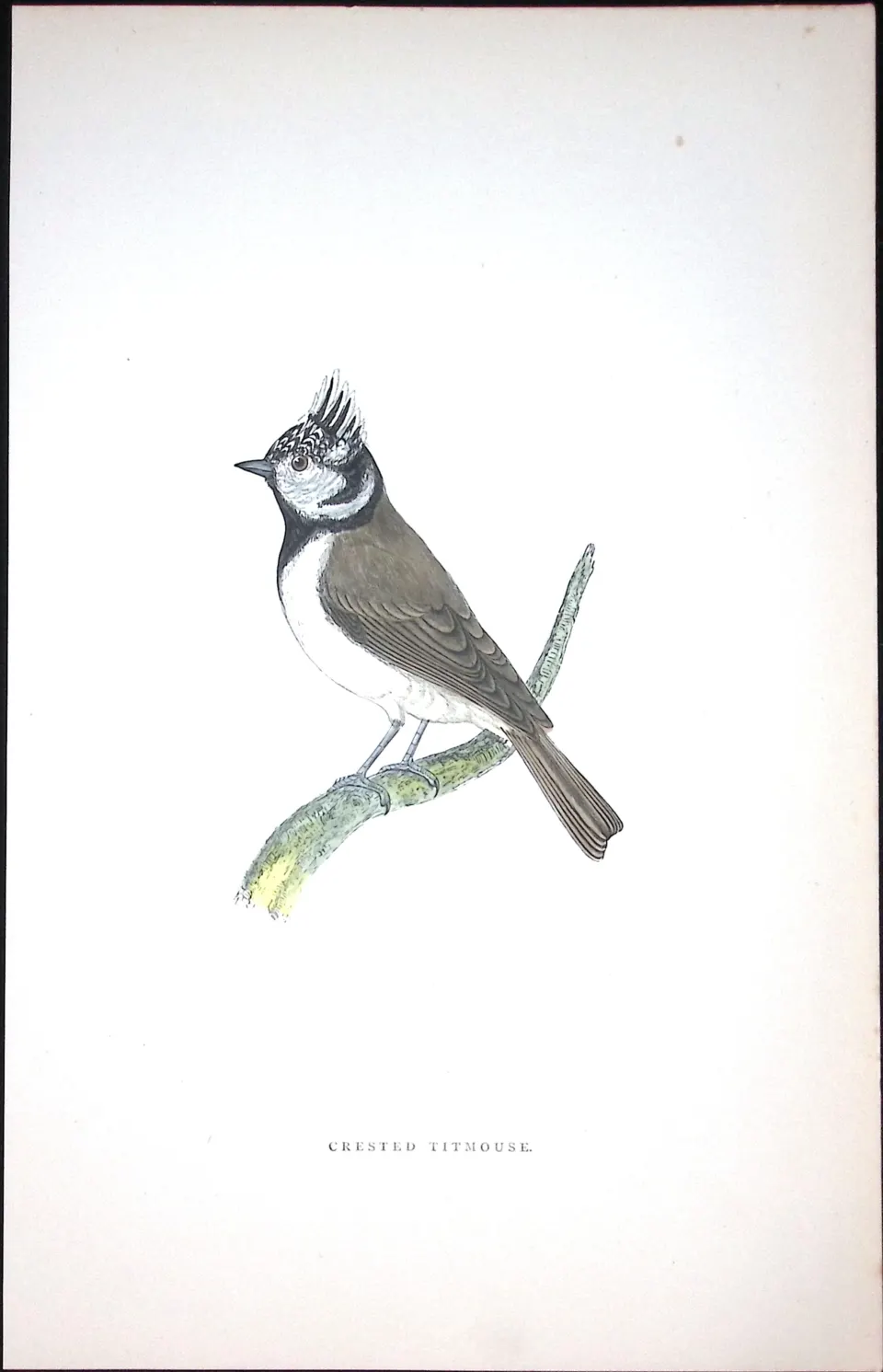 Crested Titmouse Rev Morris Antique History of British Birds 130 Years-Old Engraving-67