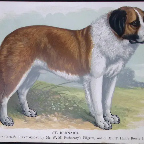 St Bernard British Dogs by Hugh Dalziel 1889 Antique Coloured Book Plate-10