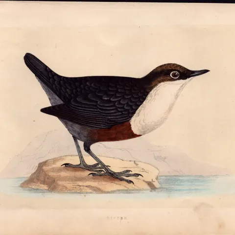 Dipper Rev Morris Antique History of British Birds Engraving.