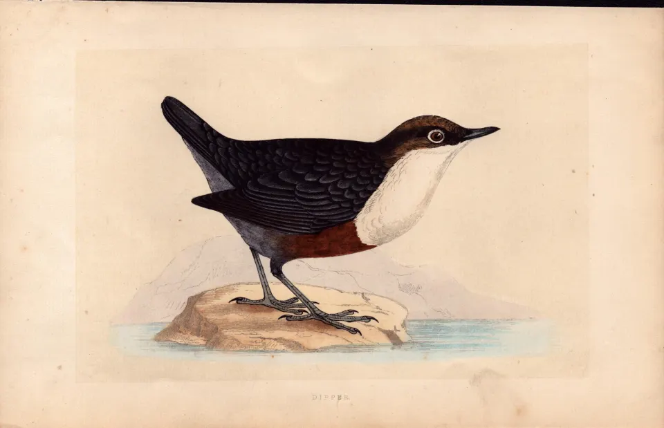 Dipper Rev Morris Antique History of British Birds Engraving.