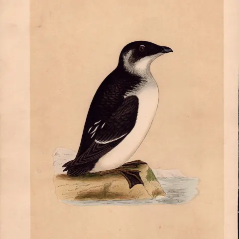 Rotche Rev Morris Antique 1857 History of British Birds Engraving.