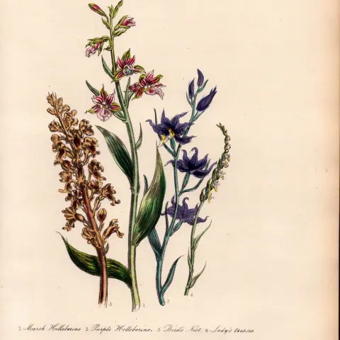 Rare 165-Yr-Old Antique Wildflower Gilt-Edged Illustration Jane Webb Loudon-55.