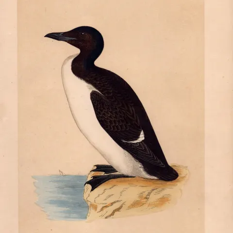 Brunnich’s Guillemot Rev Morris Antique History of British Birds Engraving.