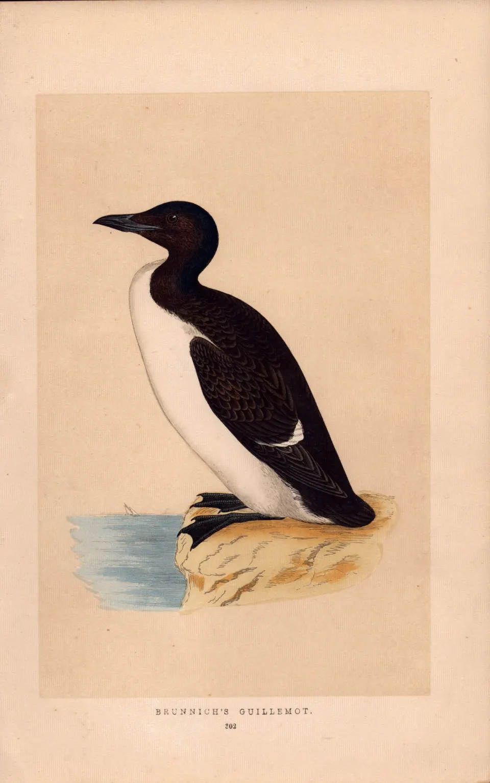 Brunnich’s Guillemot Rev Morris Antique History of British Birds Engraving.
