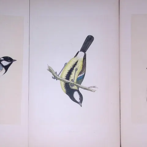 Job-Lot The Tit Family Rev Morris Antique Coloured Birds Engravings-5.