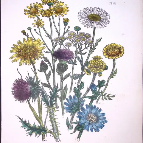 Rare 165-Yr-Old Antique Wildflower Gilt-Edged Illustration Jane Webb Loudon-42-A
