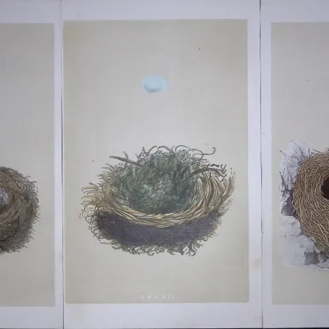 Job-Lot Bird Nests Spotted, Pied Flycatcher, & Accentor Rev Morris Antique Engravings-9