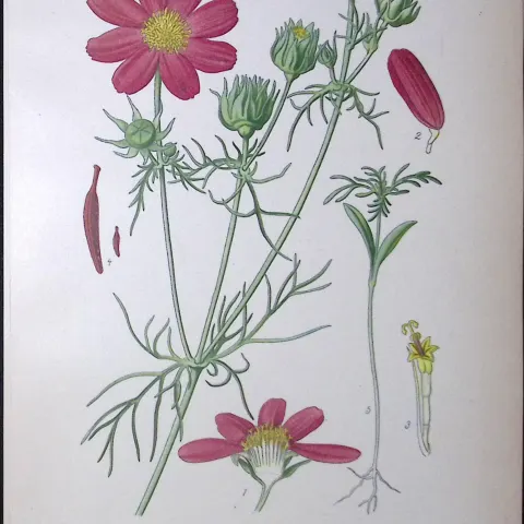 Garden Cosmos Edward Step Rare Antique Botanical Book Plate-142