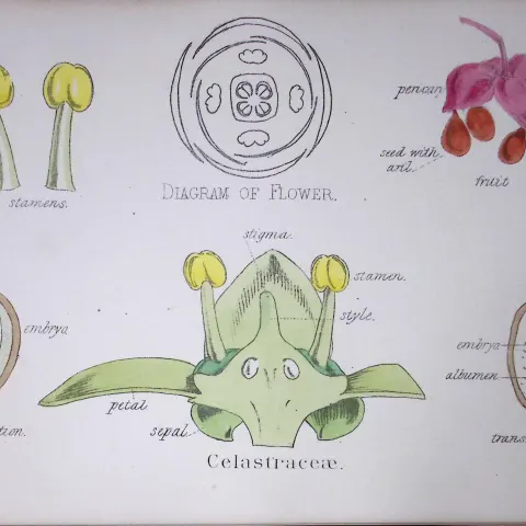 Staff-Vine Botanical Flower Diagram Rare Antique First Edition Illustration-21