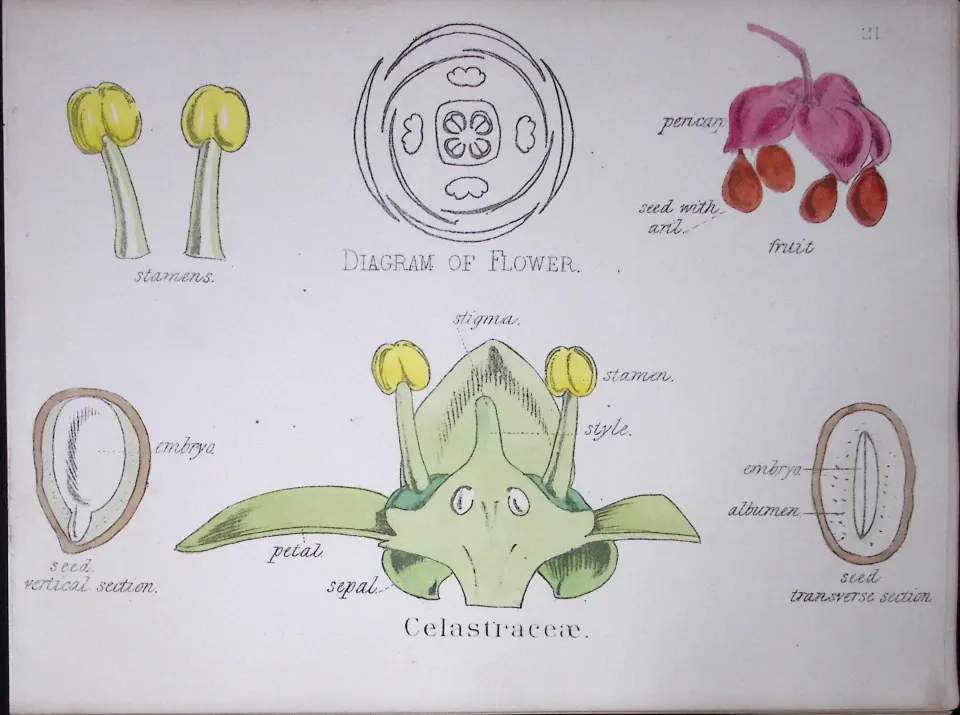Staff-Vine Botanical Flower Diagram Rare Antique First Edition Illustration-21