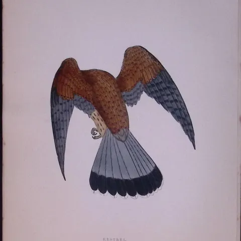 Kestrel Rev Morris Antique History of British Birds 130 Years-Old Engraving-25