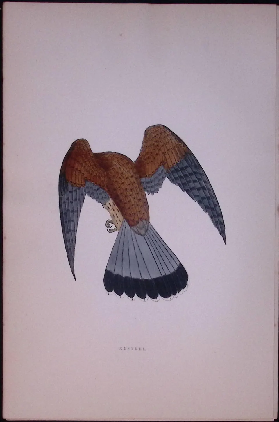 Kestrel Rev Morris Antique History of British Birds 130 Years-Old Engraving-25