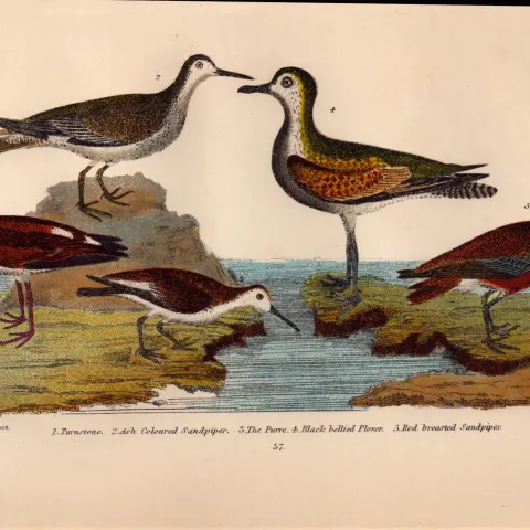 Alexander Wilson Rare American Birds Turnstone, Sandpiper, Plover-57.