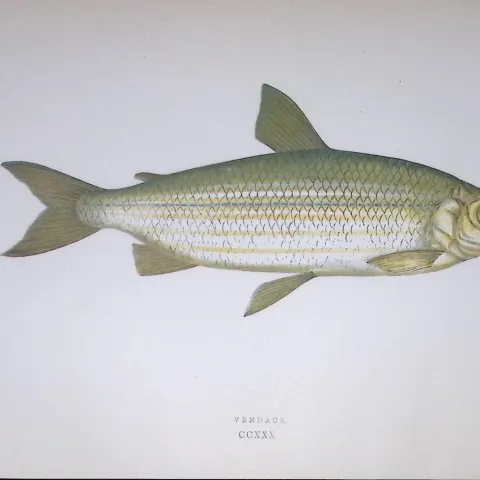 Vendace Fish Scarce Antique 1877 J. Couch Woodblock Engraving-139