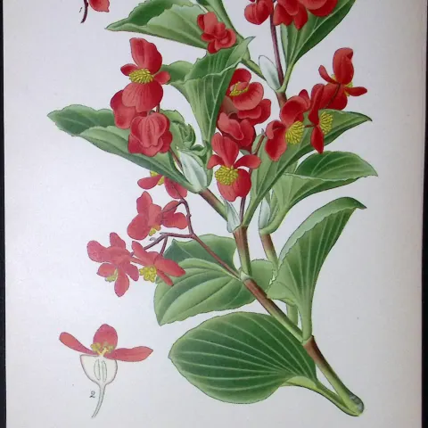 Begonia Semperflorens Edward Step Rare Antique Botanical Book Plate-114